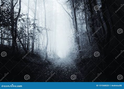 Path Through Surreal Haunted Creepy Forest Stock Photo Image Of