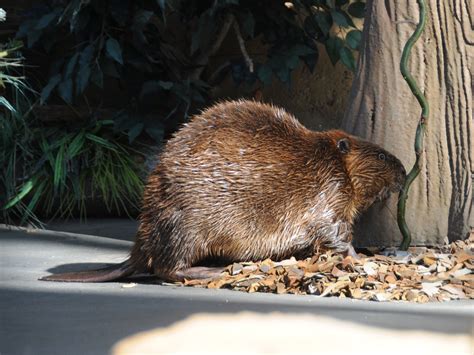 The Online Zoo American Beaver