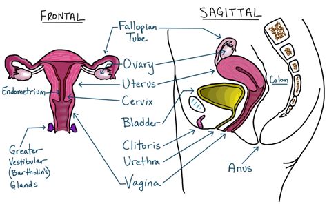 Make A Well Labeled Diagram Of Female Reproductive System Images And