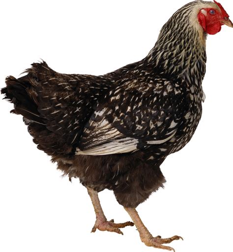 Brown Chicken Free Png Image Png Arts