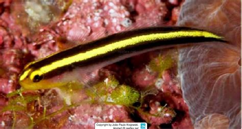 Elacatinus Phthirophagus Noronha Cleaner Goby