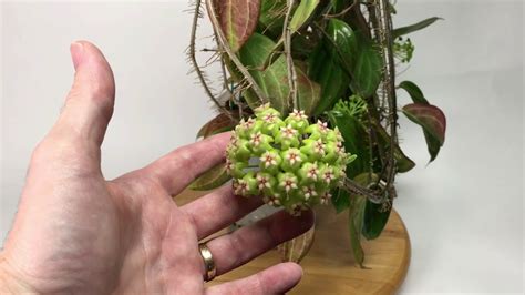 A Visit With Hoya Sp Ut 033 Youtube