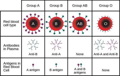 Type o blood is the called the universal donor because it has neither a nor b surface antigens on the red blood cells. Why is blood type AB considered the universal recipient ...