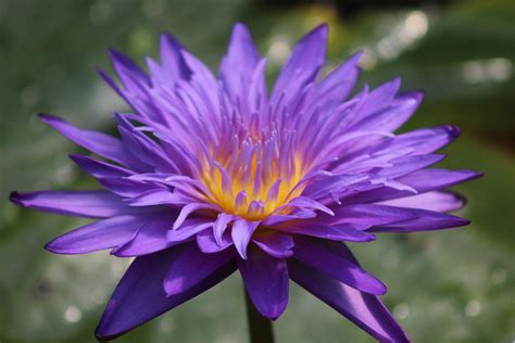 Purple And Yellow Water Lily Photograph By Wesley Braga Fine Art America