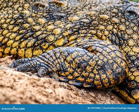 Crocodile Skin Stock Photo Image Of Animal Skin Reptile 37979982