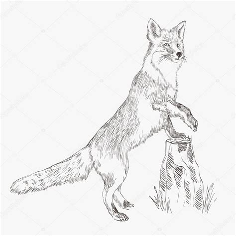 Fox Vector Sketch Stock Vector Image By ©lapuma 38800325