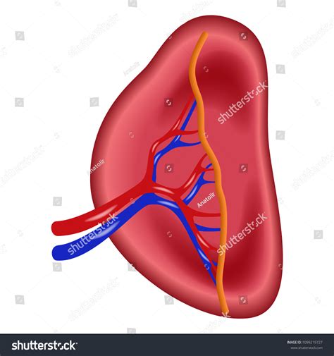 Vektor Stok Structure Human Spleen Icon Realistic Illustration Tanpa