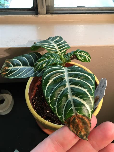 Weve Had Our Zebra Plant For Nearly 3 Months She Lost Most Of Her