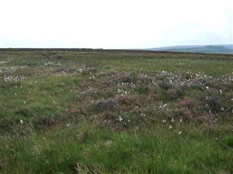 Moorland With Cotton Grass © Jthomas Geograph Britain And Ireland