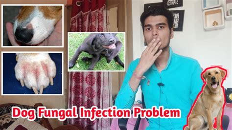 Dog Fungal Infection Problem Puppydog Skin Problems And Reason At