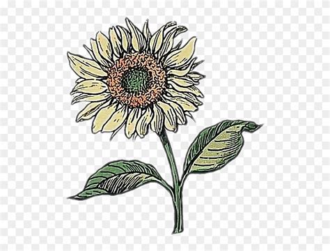Sunflower Drawing Doodle Flower Aesthetic Aesthetic
