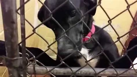 Great Dane At Shelter Youtube