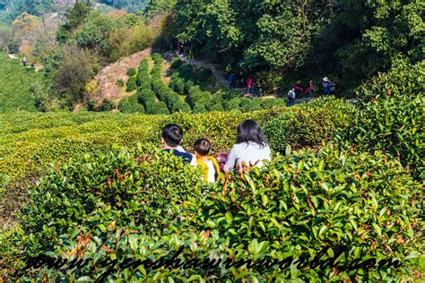 Tea Gardens Yenshaw In World