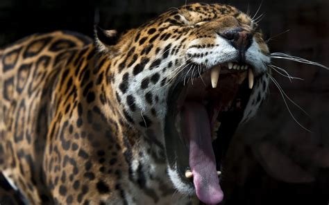 Desktop Wallpapers Jaguar Big Cats Yawning Angry Animal 1920x1200