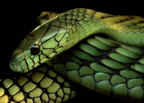 Green Mamba Mamba Snake Cute Snake Beautiful Snakes
