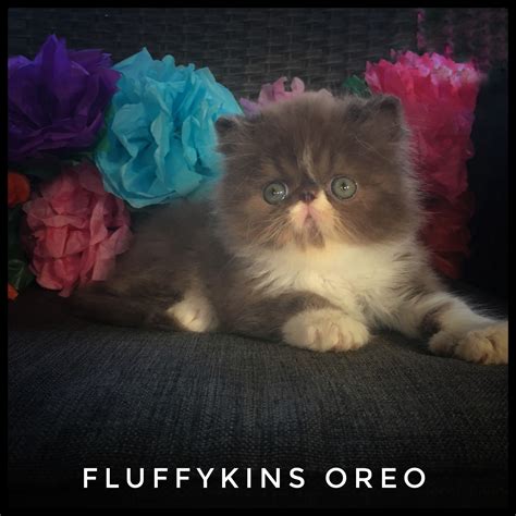 FLUFFYKINS OREO Chocolate Bicolour Persian Kitten 2017 Persans