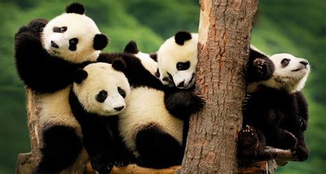 Not One Not Two But Five Adorable Baby Pandas Panda Bears Wallpaper
