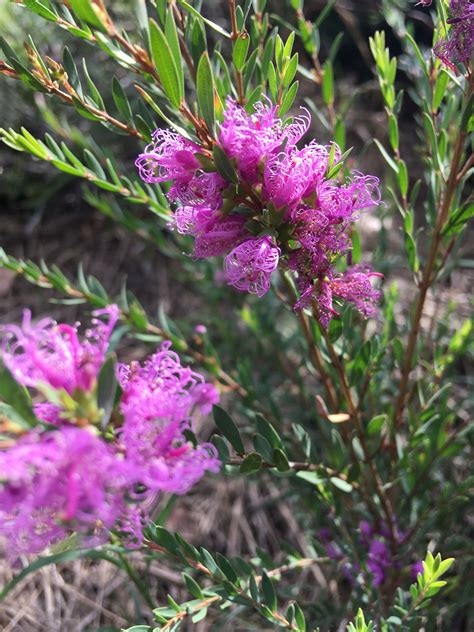 So Beautiful 😍 Melaleuca Thymifolia Australian Native Plants Native