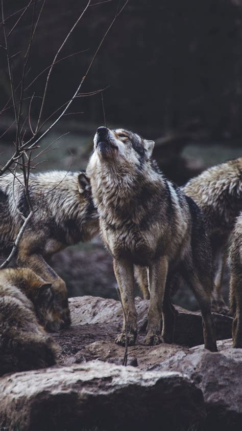 Wolves Wolf Pack Wildlife Gray Howl