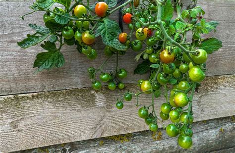 How To Grow Upside Down Tomatoes