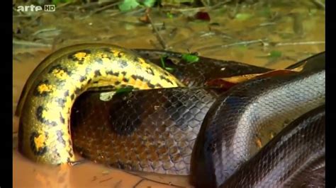 Worlds Biggest Snake Found In Amazon River Biggest Python Snake Giant