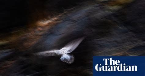 Gdt Nature Photographer Of The Year 2019 In Pictures Environment