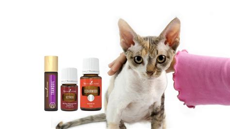 You can also make cat repellent with essential oils, like citronella, lavender, peppermint, or lemongrass oil. Are you Poisoning your Cat with essential oils? - Part 2 ...