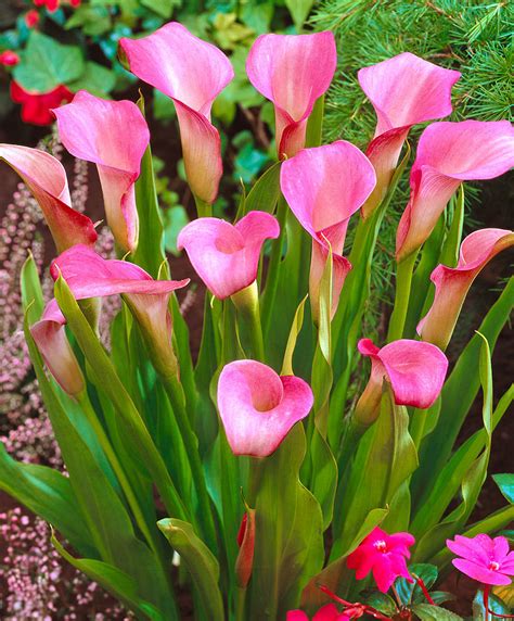 Spring Planting Bulbs Pink Calla Lily Zantedeschia Rehmannii Bulb 1