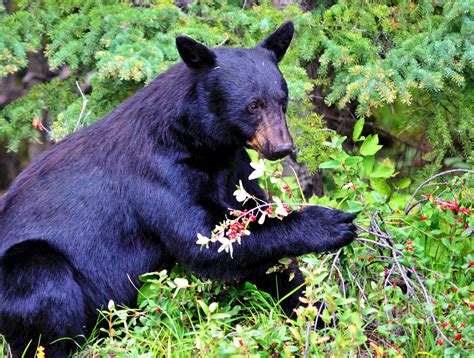 Black Bear Eating Berries Bearwise