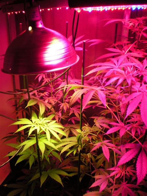 What kind of lights are used for growing weed. Colorado Cannabis Farmers Turn to Tech While Navigating a ...