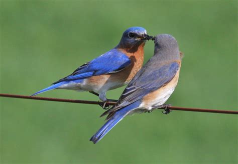 Eastern Bluebird Pair Sialia Sialis Backyard Birds Blue Bird