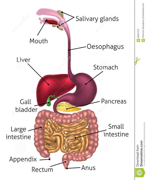 Labelled Diagram Of Human Digestive System - Simple Digestive System Diagram - koibana.info | Human digestive system