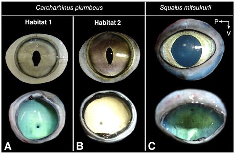 Visual Optics And Ecomorphology Of The Growing Shark Eye A Comparison