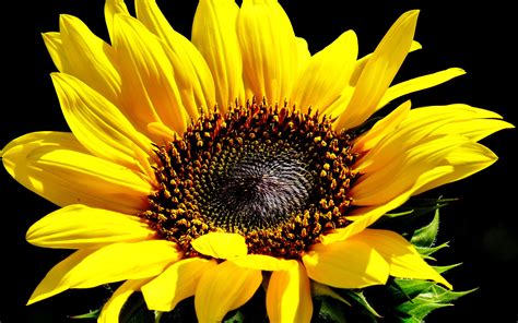 Sunflower Full Hd Wallpaper And Background 2560x1600 Id423703
