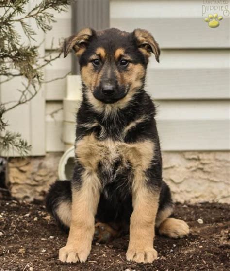 The following list of general and physical characteristics will help you to get familiarized with your german shepherds: Gigi - German Shepherd Puppy for Sale in Coatesville, PA ...