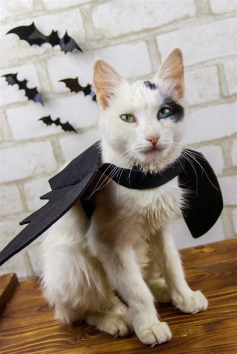 Tips And Tricks For Pawsitively Perfect Halloween Pet Costumes By