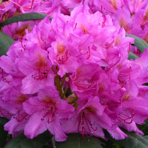 Rhododendron Rocket Pink Evergreen Flowering Shrub Plant