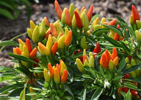 Ornamental peppers are hot in garden, on tables - The Panolian | The ...