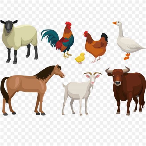 Over 21 livestock png images are found on vippng. Cattle Goat Sheep Livestock, PNG, 1500x1500px, Goat ...