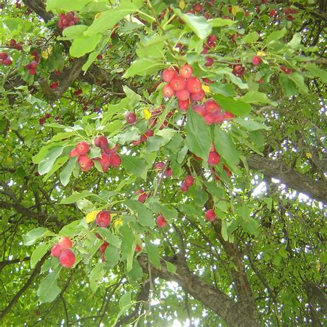 Dolgo Crabapple Morse Nursery