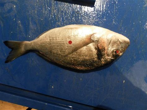 Fish Object Detection Dataset And Pre Trained Model By Lab