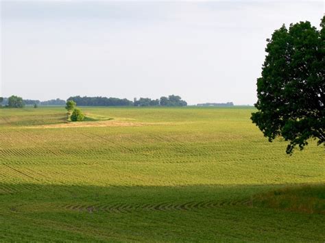 5 Best Trees For The Midwest Gardener Northern Nester