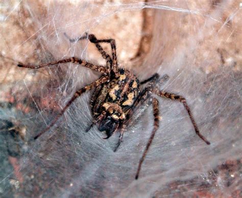 Die hauswinkelspinne oder grosse winkelspinne breitet sich immer weiter in deutschland aus. Winkelspinnen: Unsere nützlichen Gäste - Twilight-Line Medien