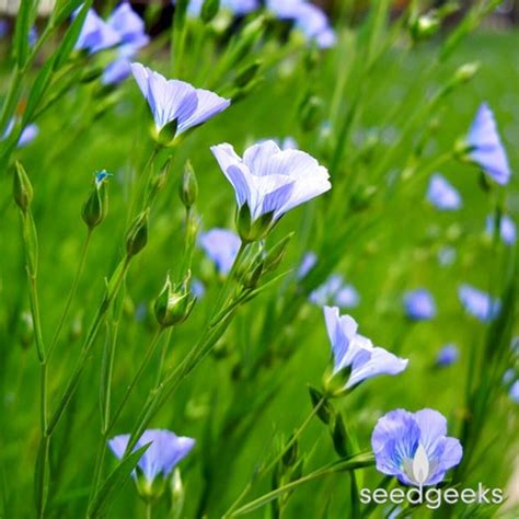 Blue Flax Wildflower Heirloom Seeds Flower Seeds Wildflower Etsy