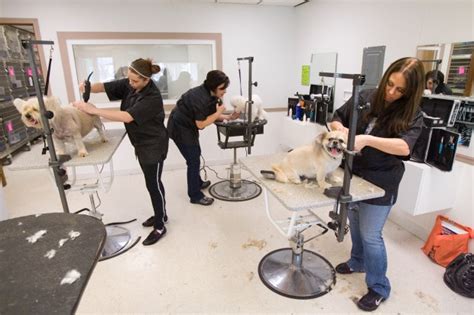 Here at the academy of dog grooming arts we are dog people. SMALL-BUSINESS SPOTLIGHT: Business, grooming school grow ...