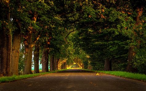 Road Nature Forest Park Trees Leaves Wallpaper Nature And