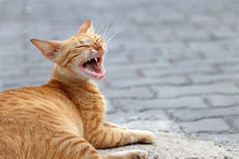 Cat Sneezing In Wilton Manors Fl Causes And How To Help