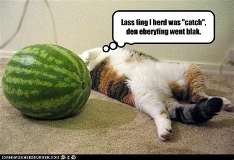 Eating Watermelon Funny Cats Cats