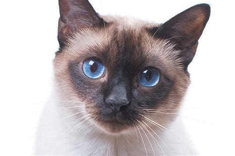 Siamese Cats Cat Breed History And Some Interesting Facts