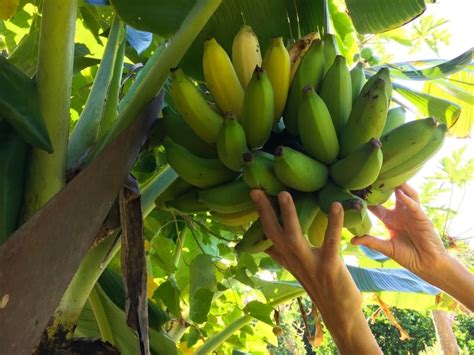 When To Harvest Bananas Gardening Tips 2024 Northern Nester